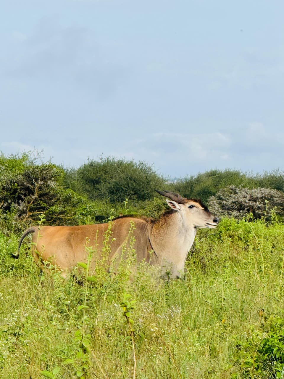 WhatsApp Image 2026 05 22 at 3.29.54 PM — Precious Ecostar Safaris