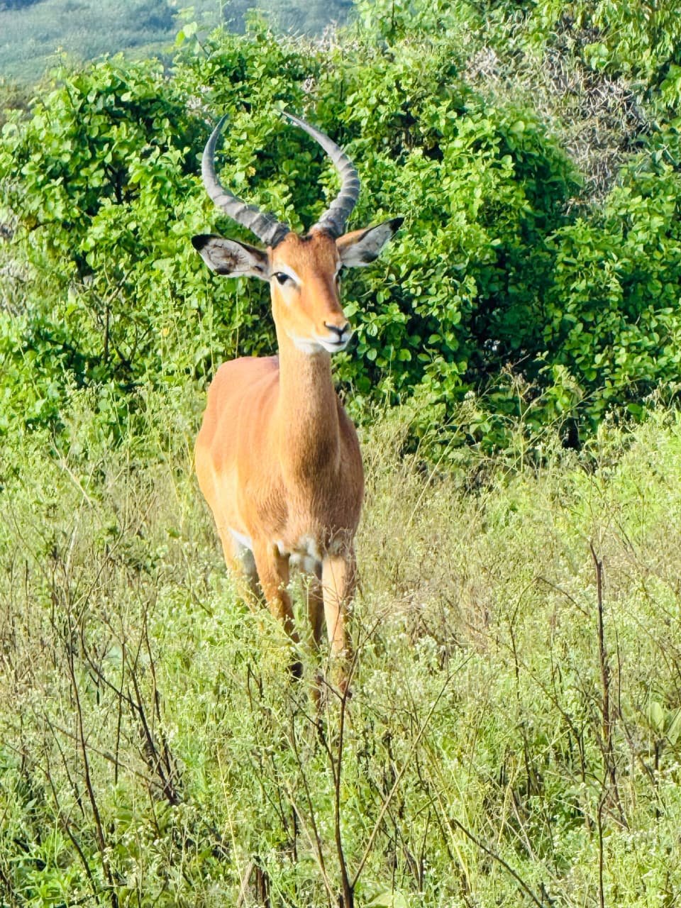 WhatsApp Image 2026 05 22 at 3.29.55 PM (1) — Precious Ecostar Safaris