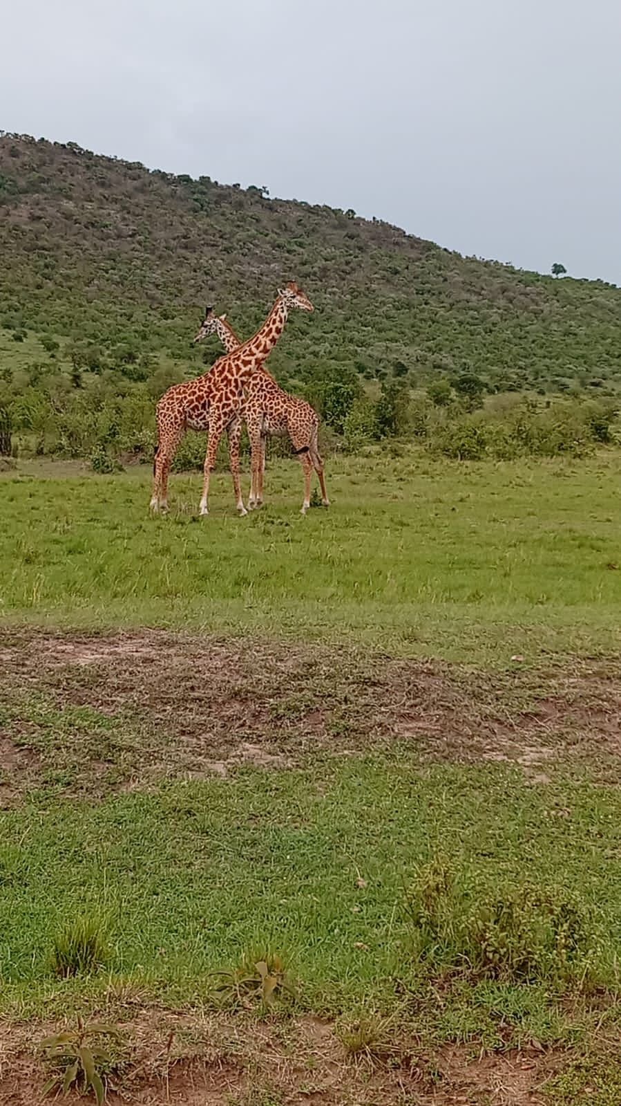 WhatsApp Image 2026 05 22 at 3.30.36 PM — Precious Ecostar Safaris