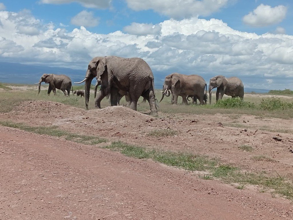 Amboseli elephant 03 — Precious Ecostar Safaris