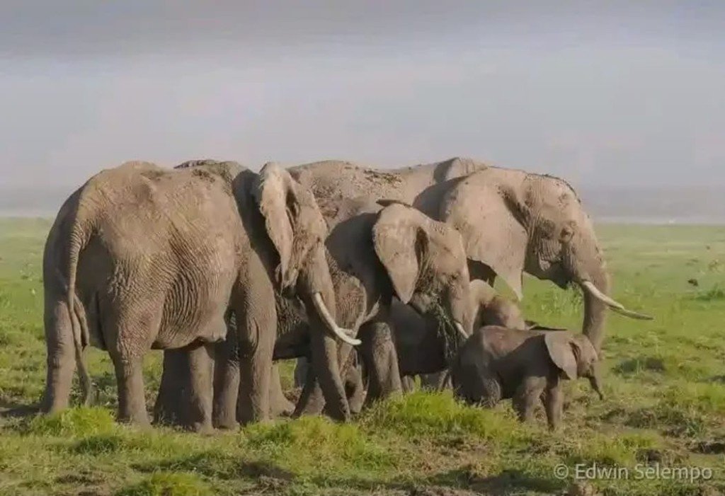 Elephant herd 05 — Precious Ecostar Safaris