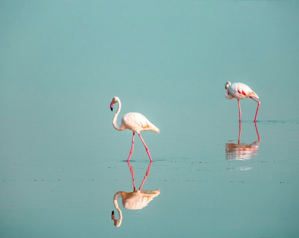 Rhino and flamingos at Lake Nakuru National Park