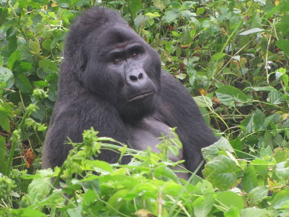 Uganda gorilla safari 04 — Precious Ecostar Safaris